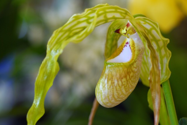 Phragmipedium caudatum.jpg