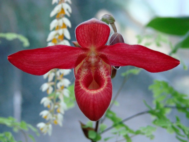 phragmipedium Hybird.jpg