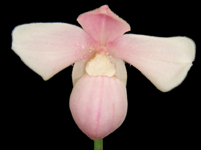 Phragmipedium_andreettae_.jpg