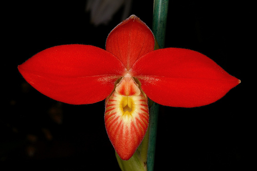 Phragmipedium_besseae.jpg