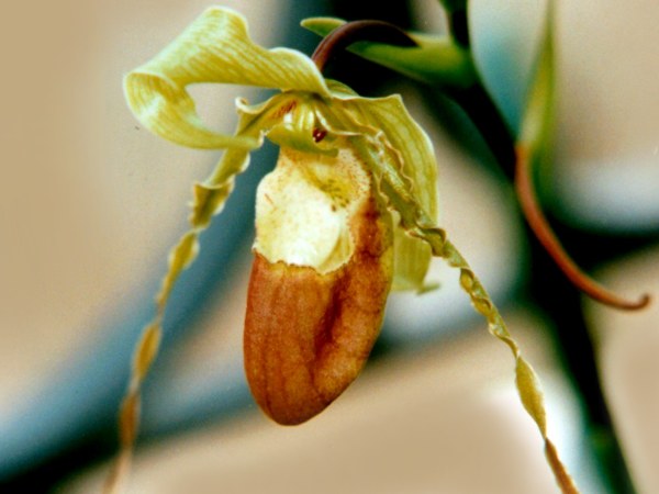 Phragmipedium_hirtzii.jpg