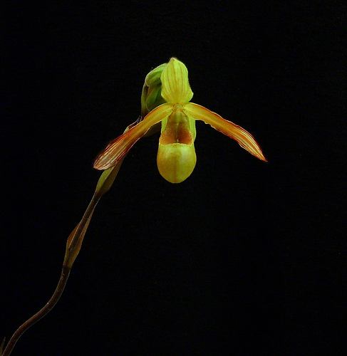 Phragmipedium_lindleyanum.jpg