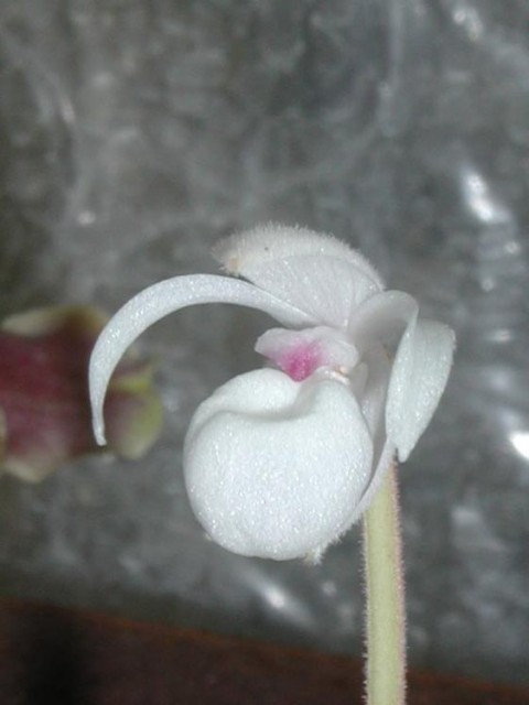 Mexipedium_xerophyticum_4.jpg