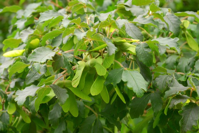 Acer griseum.jpg