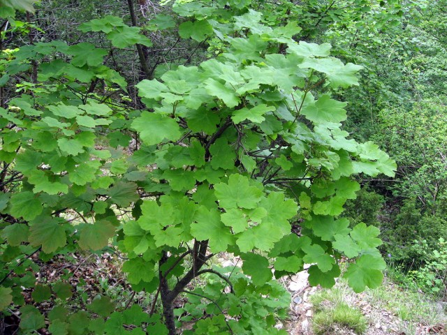 Acer opalus.jpg