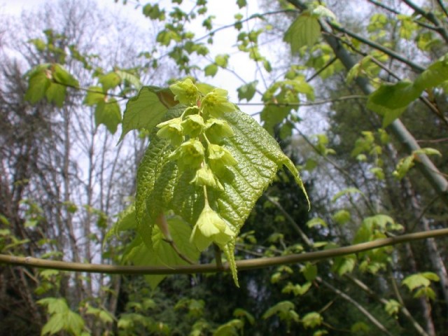 Acer pensylvanicum.jpg