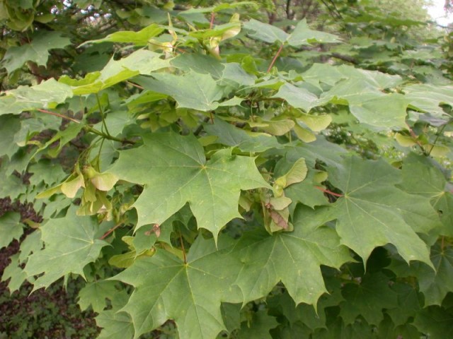 Acer platanoides.jpg