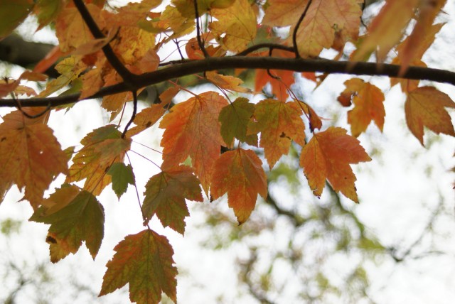 Acer rubrum Armstrong.jpg