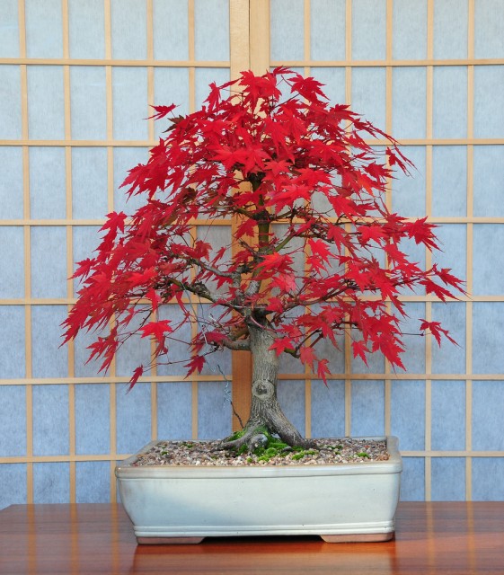 Acer palmatum3.jpg