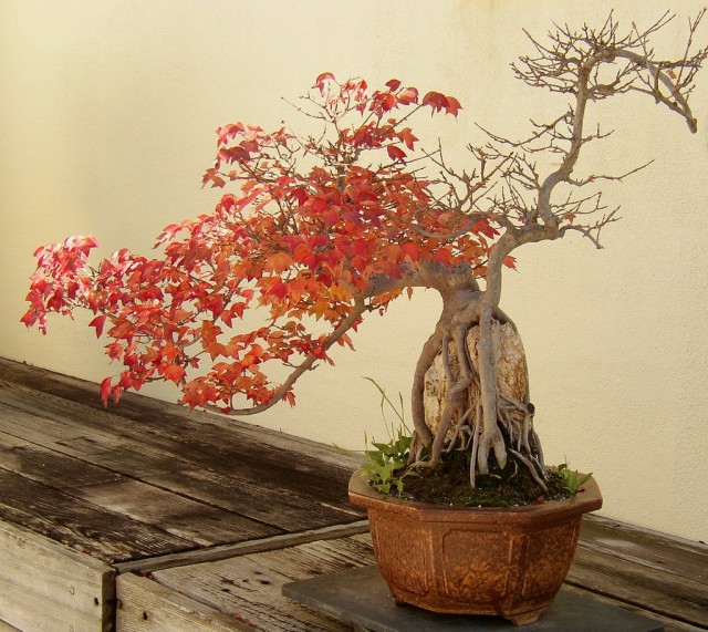 Bonsai Trident Maple.jpg