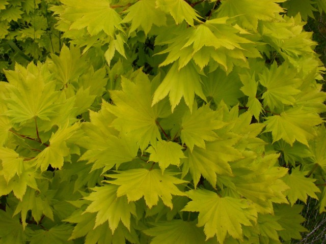 Acer shirawasanum.jpg