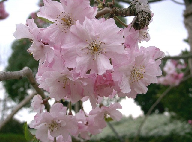 800px-Prunus_pendula枝垂櫻.jpg