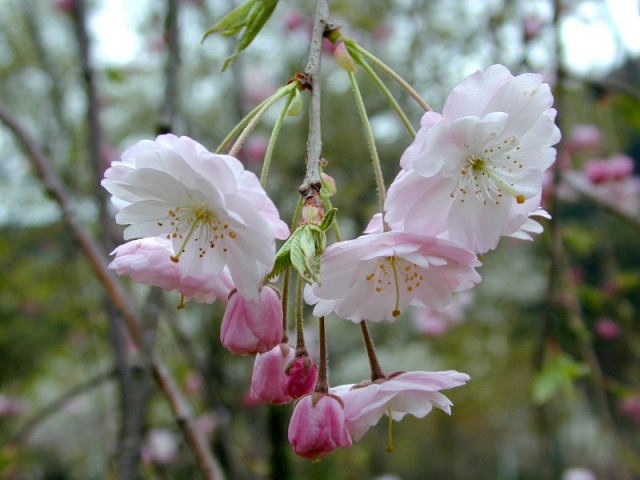 ujousidare雨情枝垂.jpg