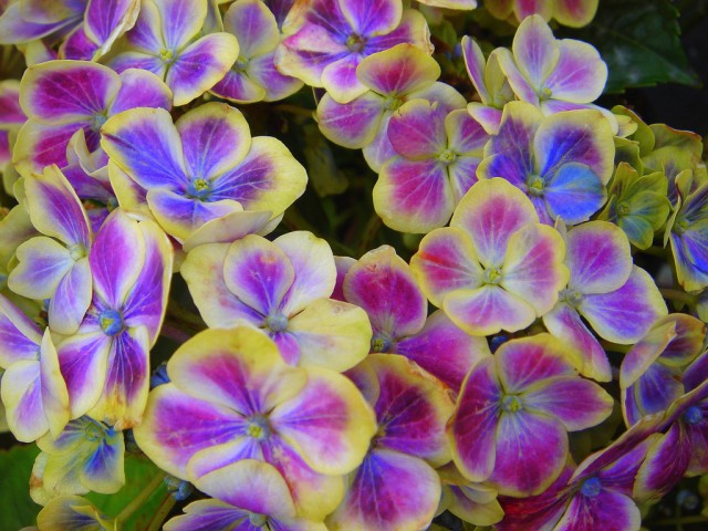 hydrangea 'Bavaria'.jpg