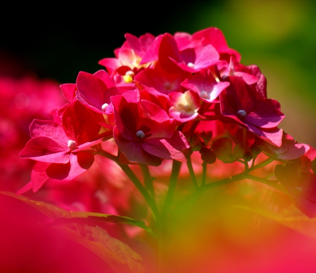 Hydrangea　macrophylla4.jpg