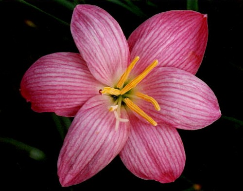 rain lily 45.jpg