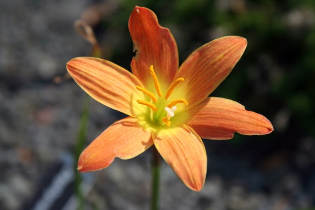 Zephyranthes - is nicknamed the Java.jpg