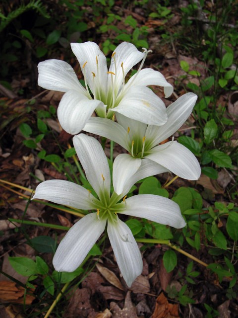 Zephyranthes atamasco.jpg