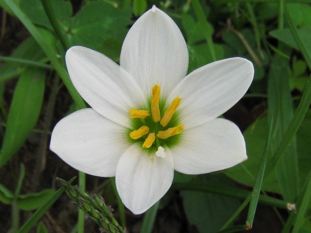 Zephyranthes candida.jpg