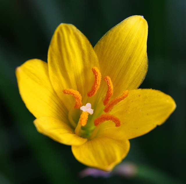 Zephyranthes citrina.jpg