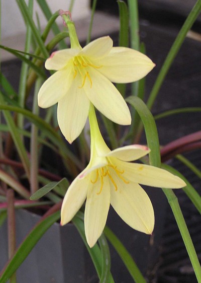 Zephyranthes_primulina.jpg