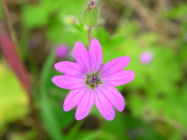 Dovefoot Geranium (Geranium molle).jpg