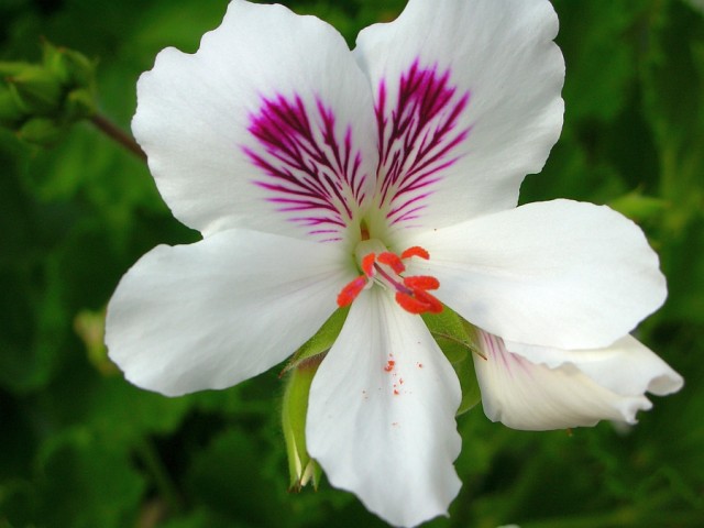 Garden Geranium.jpg