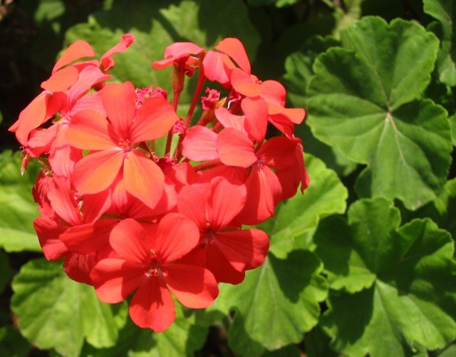 Garden Geranium1.jpg