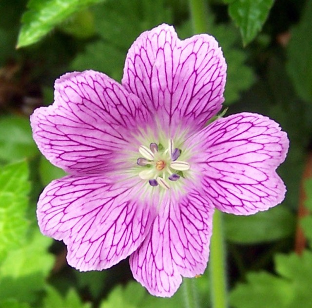 Geranium2.jpg