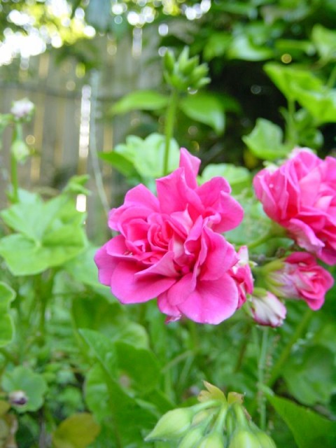 Geranium4.jpg