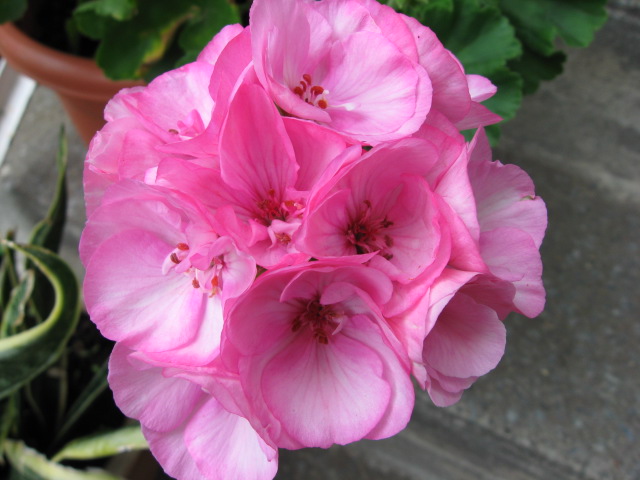 Geranium10.jpg