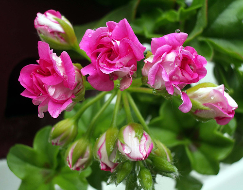 Geranium IVY leaf.jpg