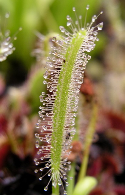 Drosera  capensis 'Alba'1.jpg