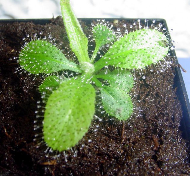 Drosera adelae.jpg