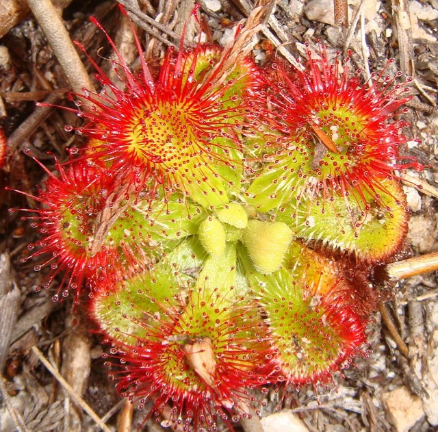 Drosera aliciae (Alice Sundew).jpg