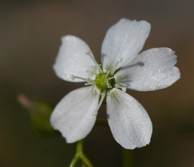 Drosera auriculata.jpg