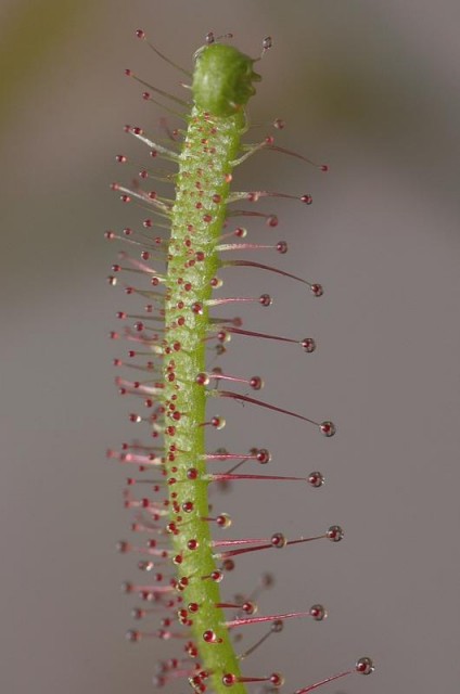 Drosera binata 1.jpg