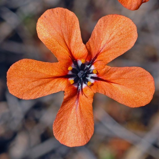 Drosera miniata.jpg