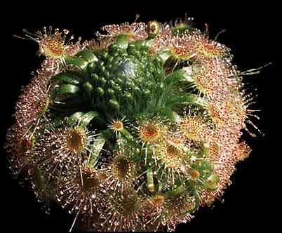 Drosera miniata1.jpg