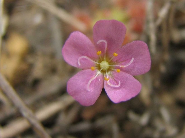 Drosera pulchella.jpg