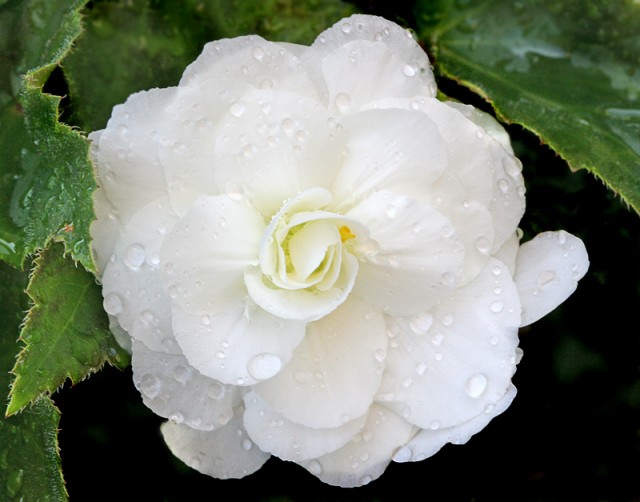 Begonia cultivars 2.jpg