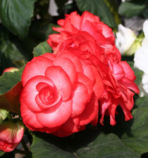 Begonia cultivars17.jpg