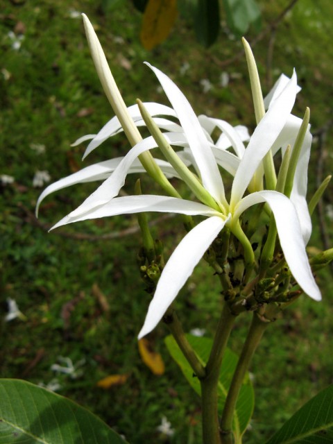 Feathery plumeria.jpg