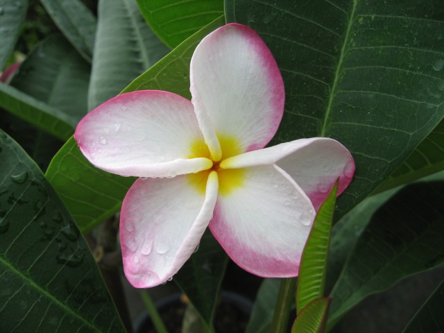 Plumeria from Singapore1.jpg