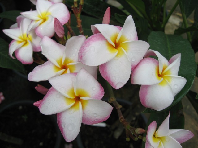 Plumeria from Singapore (3).jpg