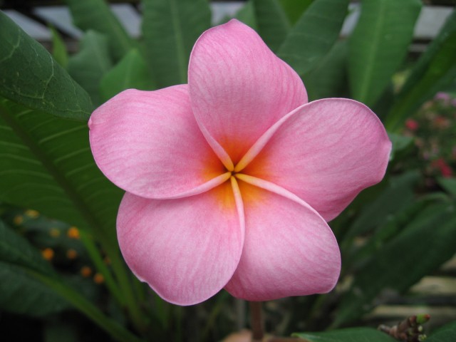 Plumeria from Singapore (17).jpg