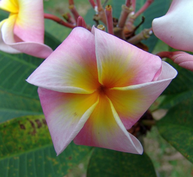 Plumeria 'Peppermint'.jpg