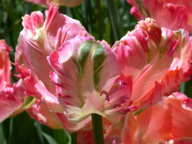 Parrot Tulip.jpg