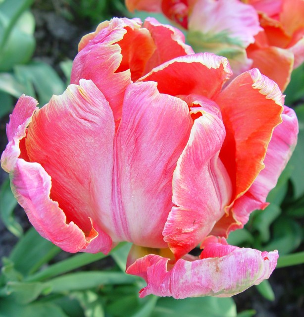 Salmon Parrot Tulip Open.jpg