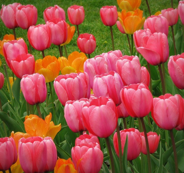 tulip16.jpg